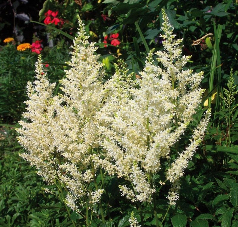 Астильба Арендса Gloria purpurea