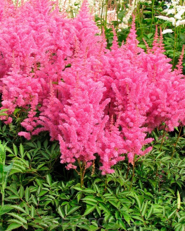 Астильба Astilbe Happy Spirit