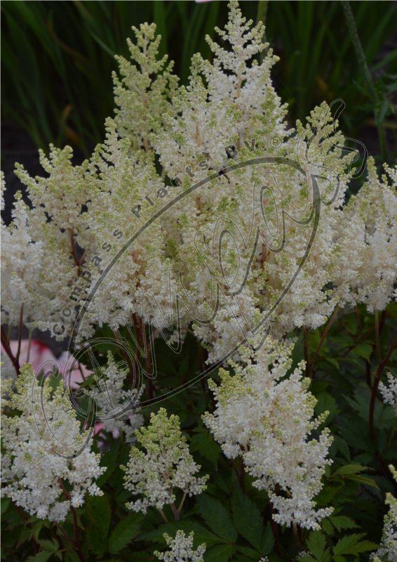 Astilbe arendsii Gloria purpurea