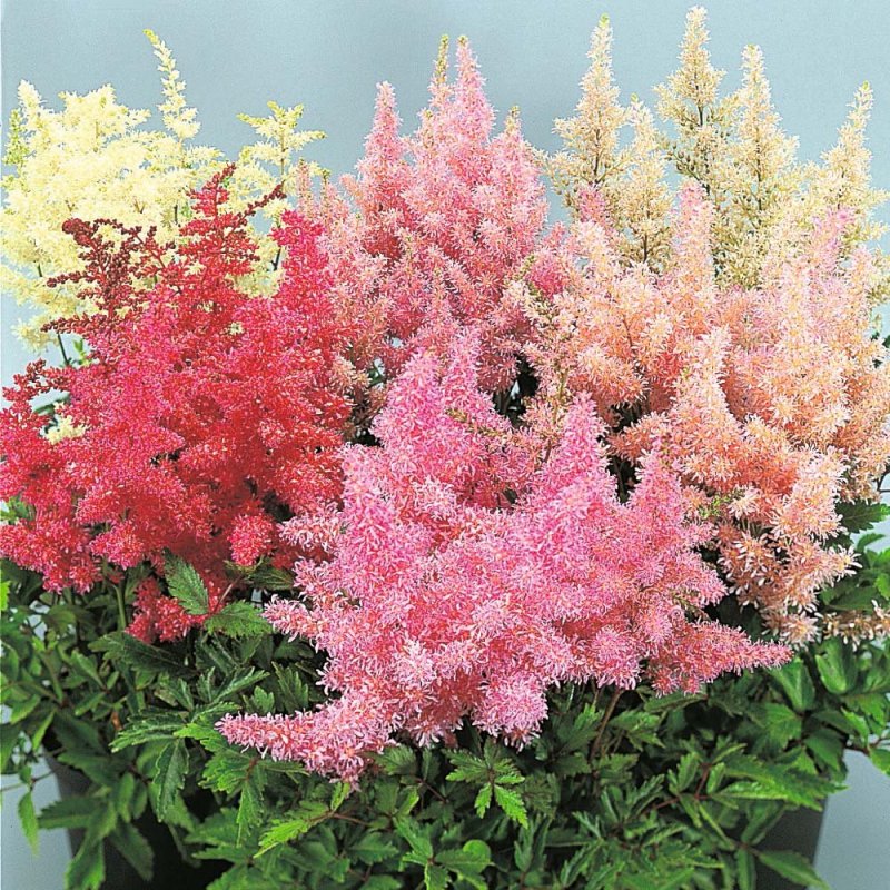Астильба Gloria purpurea