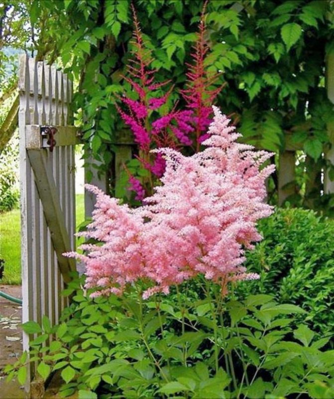 Астильба Gloria purpurea