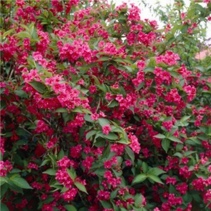 Вейгела Red Prince