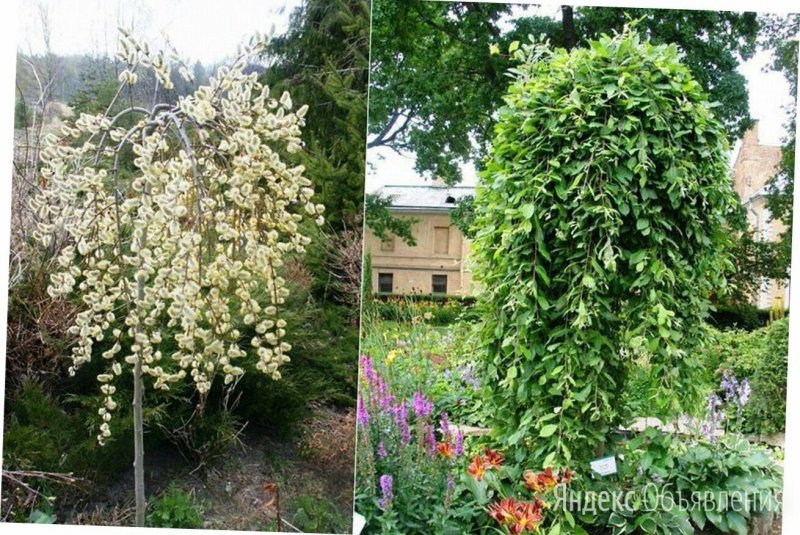 Ива Козья Килмарнок штамб