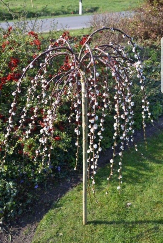 Ива caprea pendula