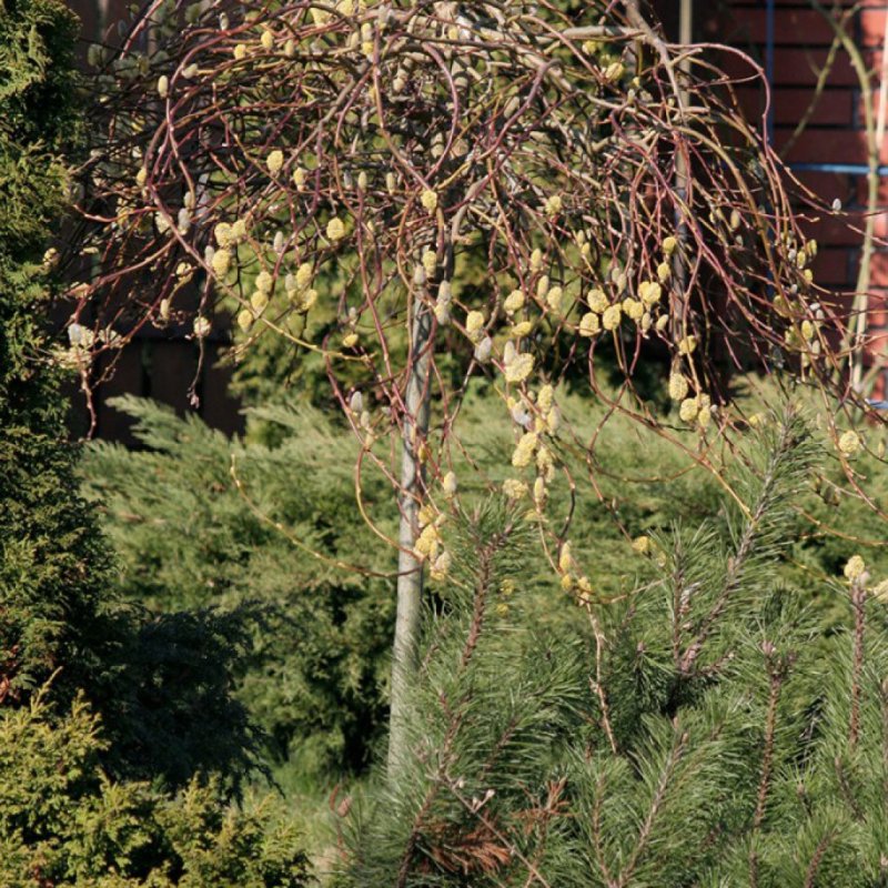 Ива Козья Salix caprea