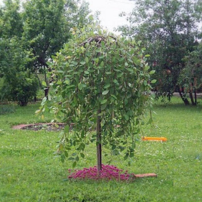 Ива Козья Kilmarnock