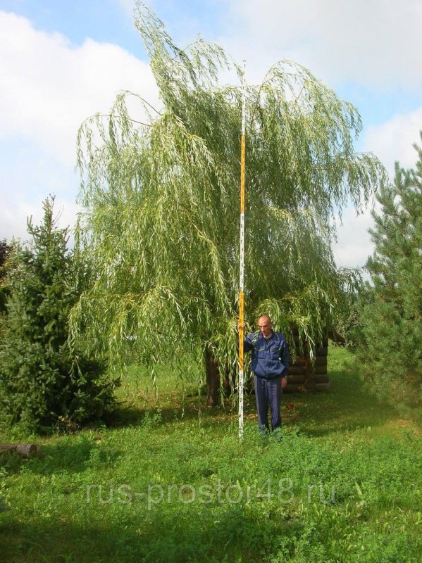 Ива Козья pendula