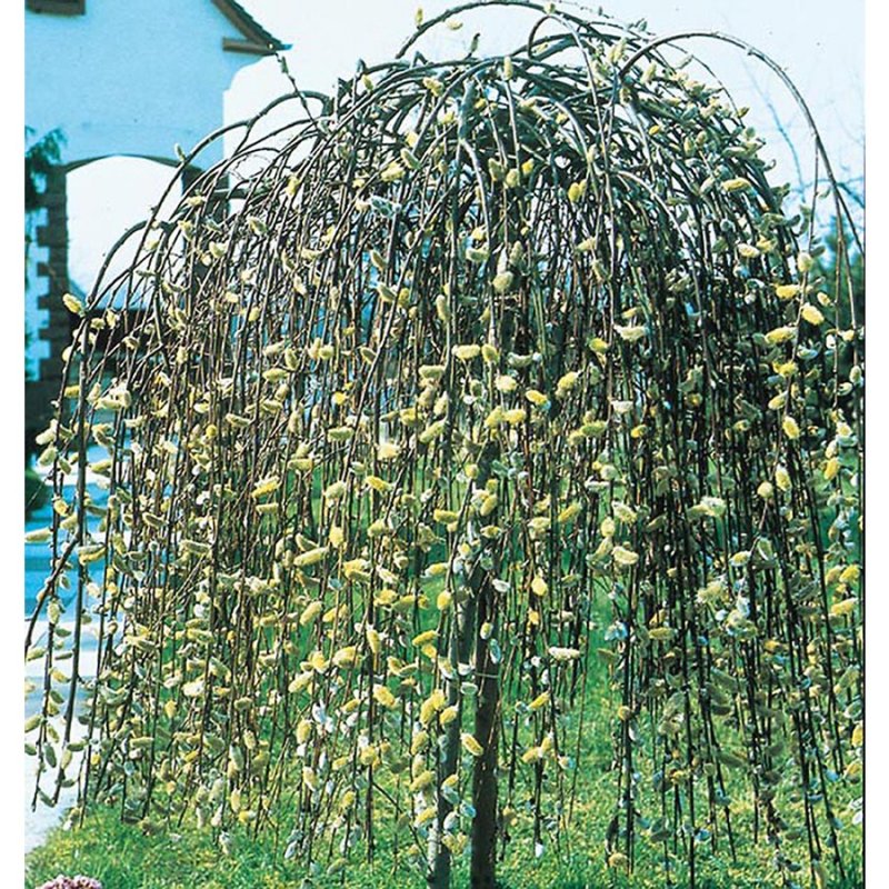 Ива Козья Пендула (Salix caprea pendula)