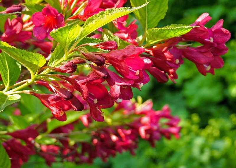 Weigela japonica