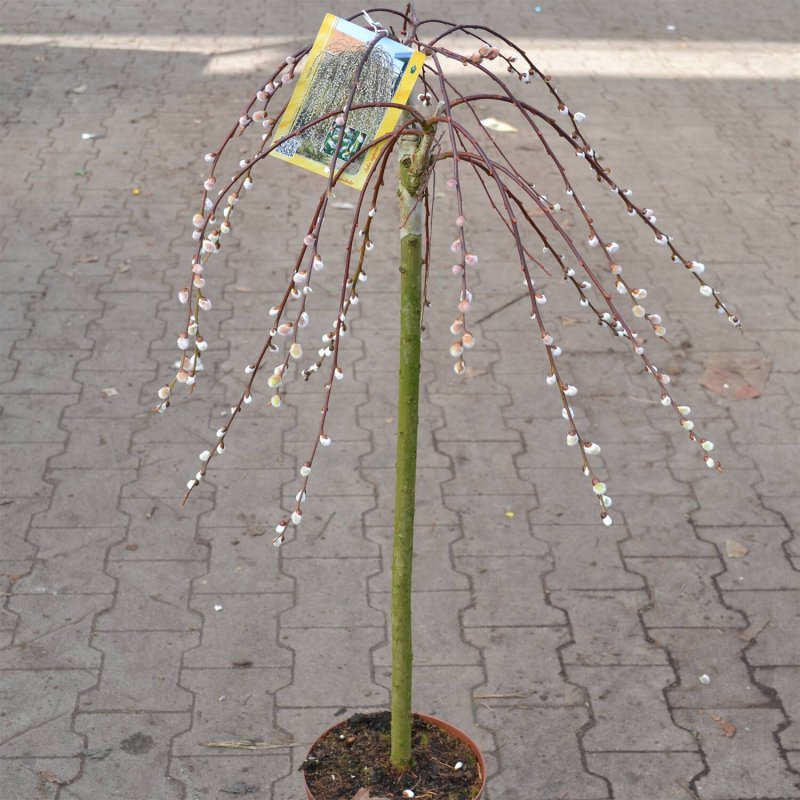 Ива Козья pendula