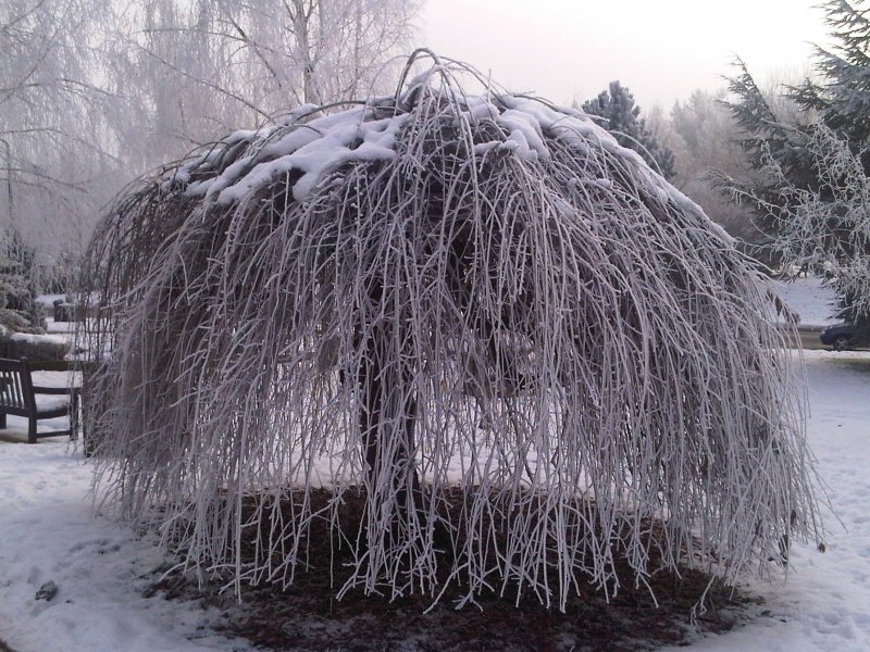 Ива Козья Kilmarnock (pendula)