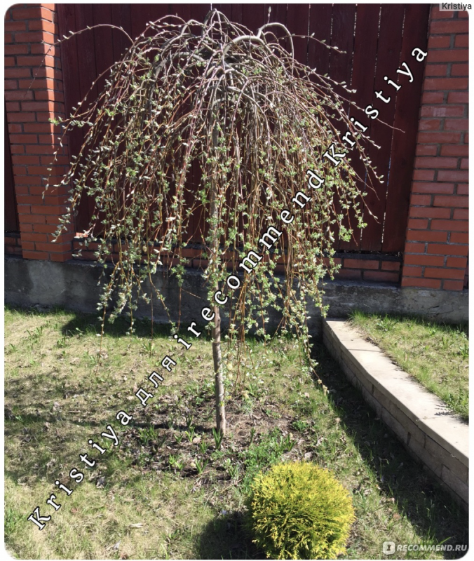 Ива Козья Kilmarnock