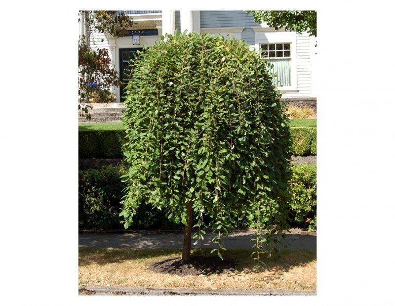 Ива Козья Kilmarnock (pendula)