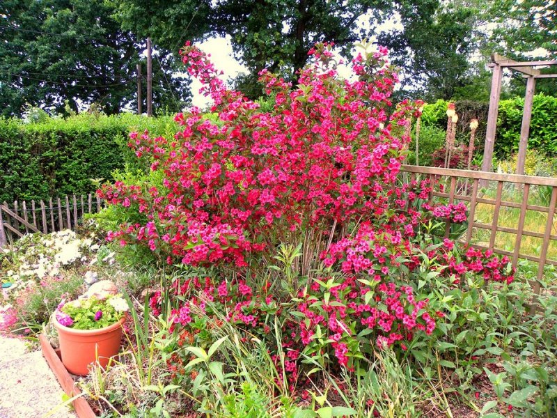 Weigela 'Eva Rathke' 18шт