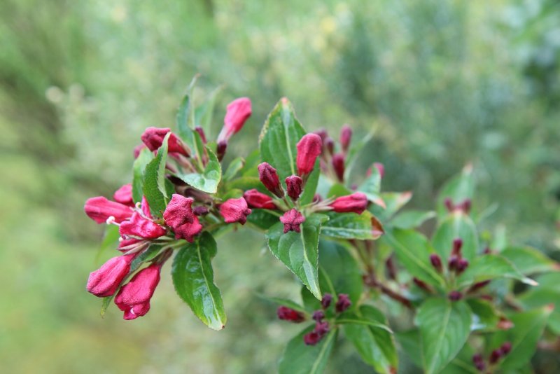 Вейгела красный принц (Weigela Red Prince)