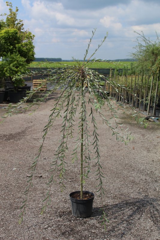 Ива Salix purpurea pendula
