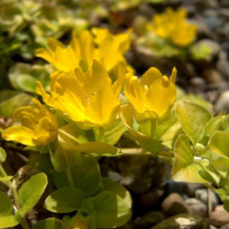 Вербейник монетчатый (Lysimachia nummularia)