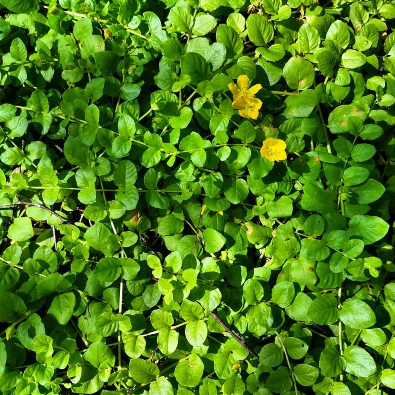 Вербейник монетчатый (Lysimachia nummularia)