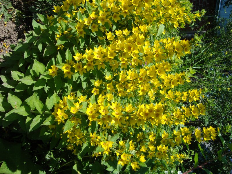 Вербейник монетчатый (Lysimachia nummularia "Aurea")
