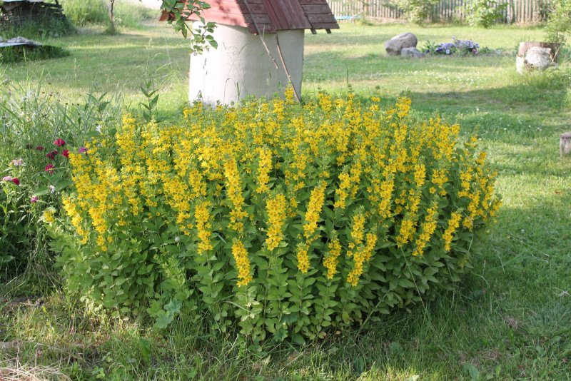 Вербейник монетчатый