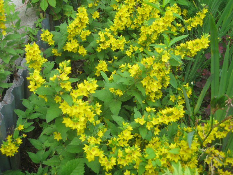 Вербейник эфемерный Lysimachia Ephemerum