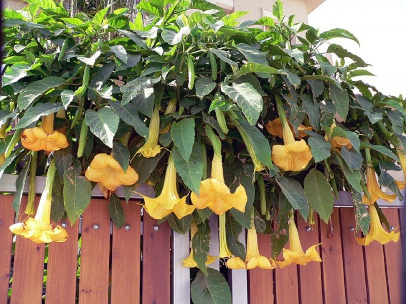 Datura wrightii