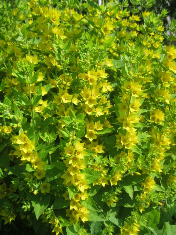 Вербейник точечный (Lysimachia punctata)