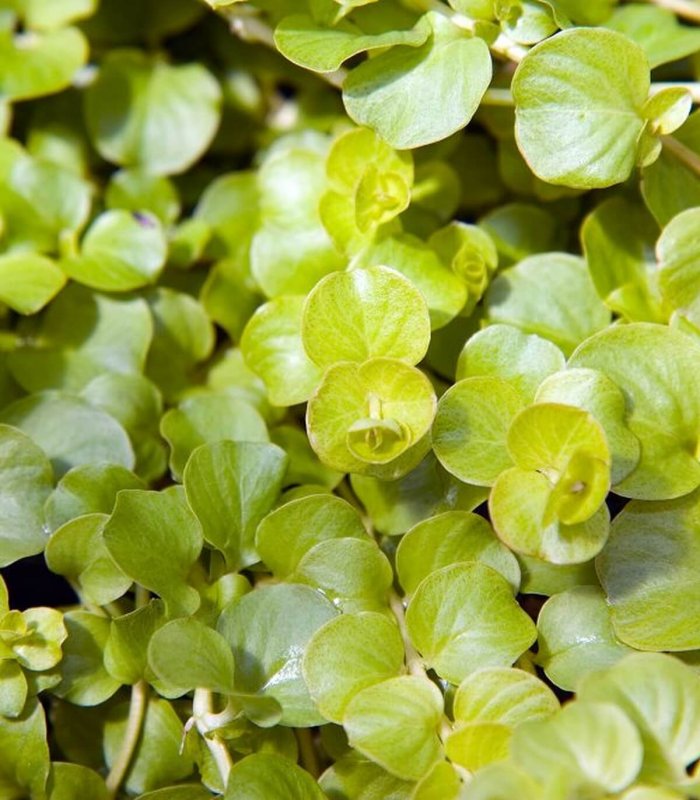 Вербейник точечный (Lysimachia punctata)