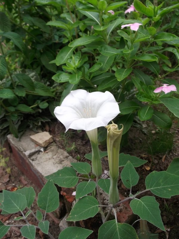 Datura мед