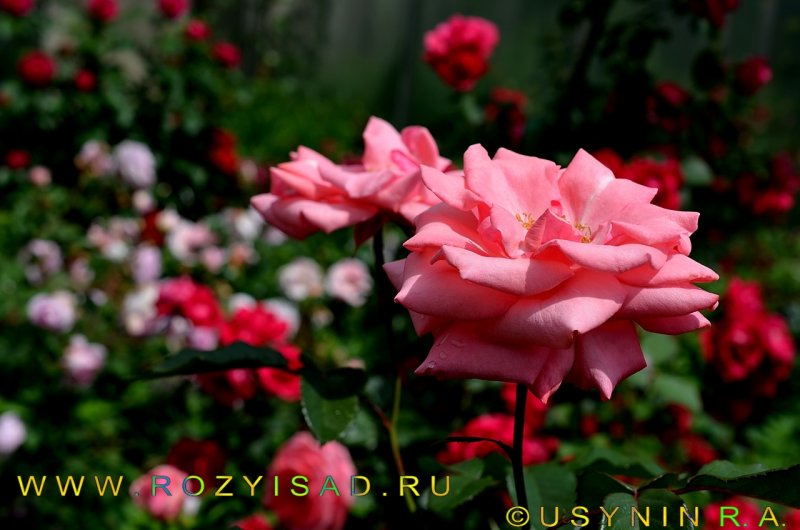 Роза плетистая Виктория