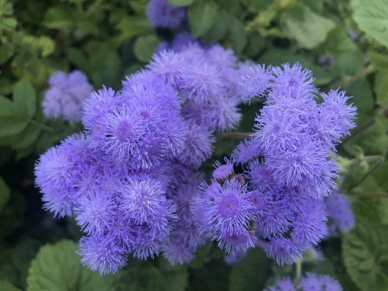 Агератум Хоустона (Ageratum houstonianum)