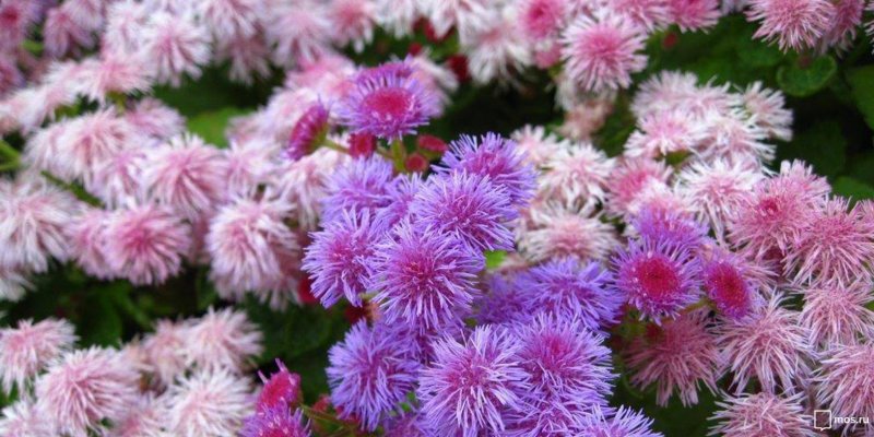 Агератум Хоустона (Ageratum houstonianum)