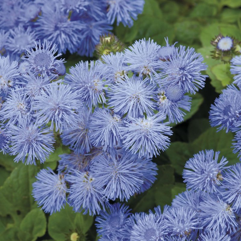 Агератум Хоустона (Ageratum houstonianum)