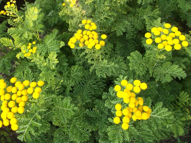 Пижма Криспа (76 фото)