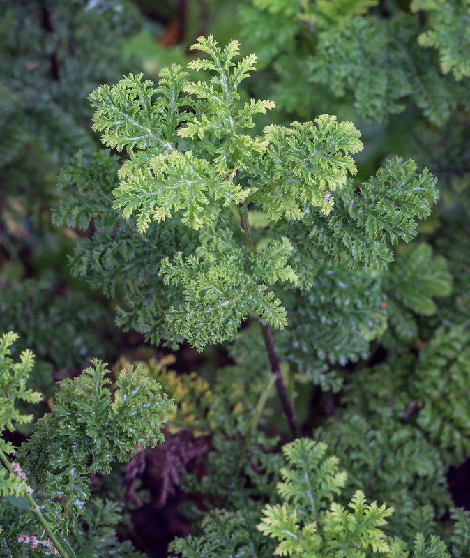 Tanacetum crispum