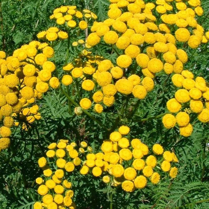 Tanacetum annuum