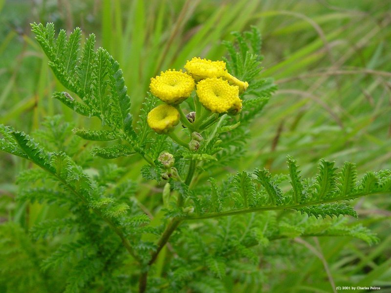 Пижма обыкновенная – Tanacetum vulgare l.