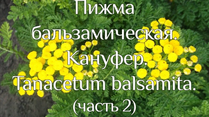 Пижма бальзамическая Tanacetum balsamita