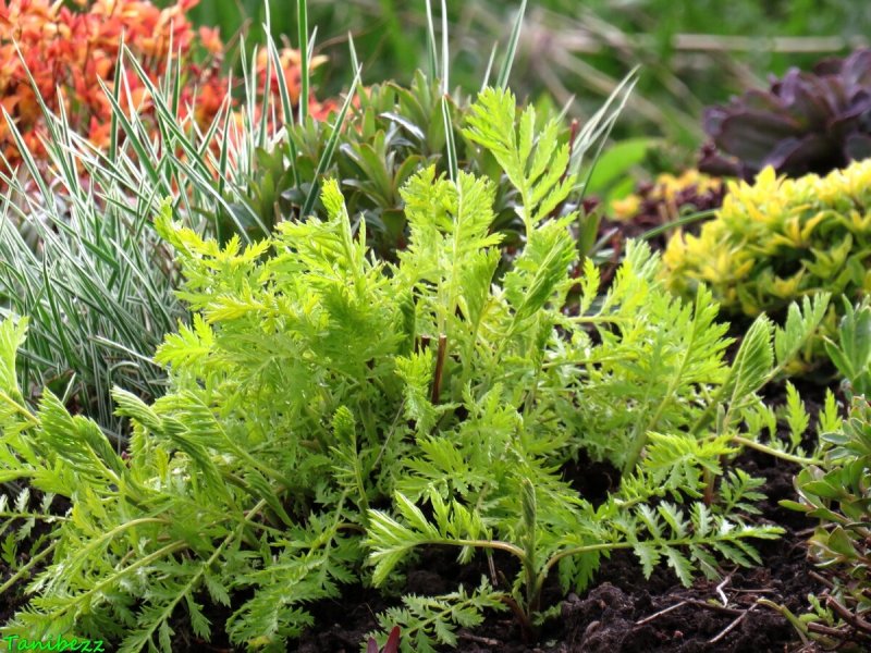 Tanacetum vulgare 'Isla Gold'
