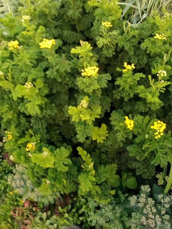 Пижма бальзамическая Криспа