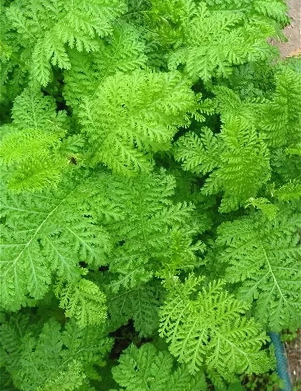 Пижма курчавая Криспа (Tanacetum vulgare crispa