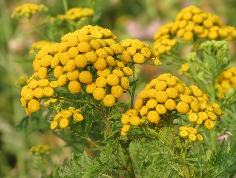 Tanacetum пижма