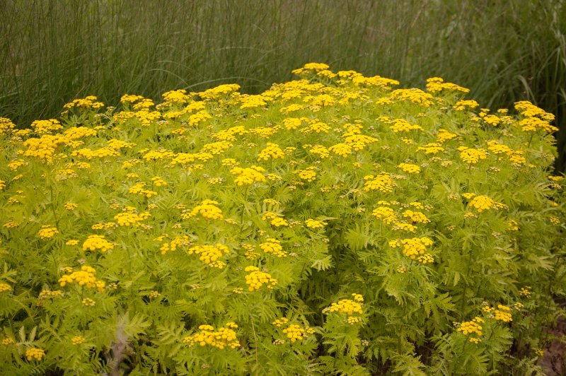 Пижма Isla Gold