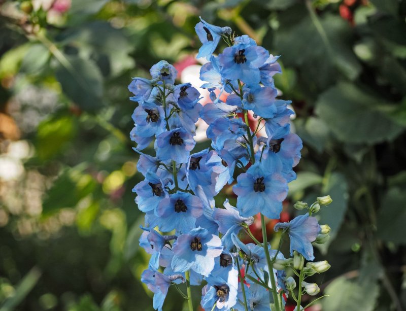 Delphinium Paradoxum