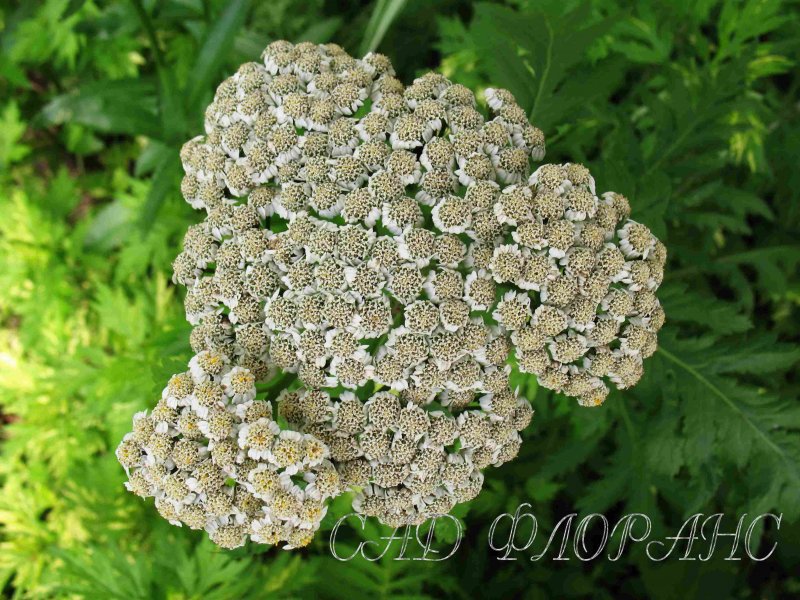Пижма серебристая (Tanacetum argenteum).