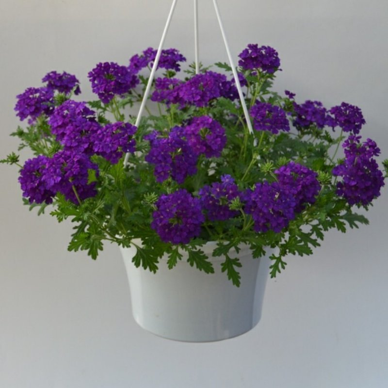 Вербена Empress Sun Violet