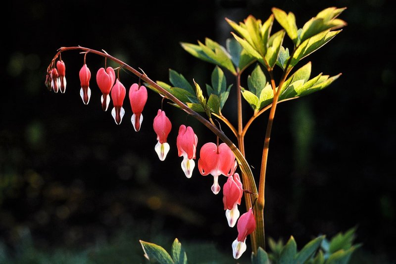 Дицентра великолепная Lamprocapnos spectabilis