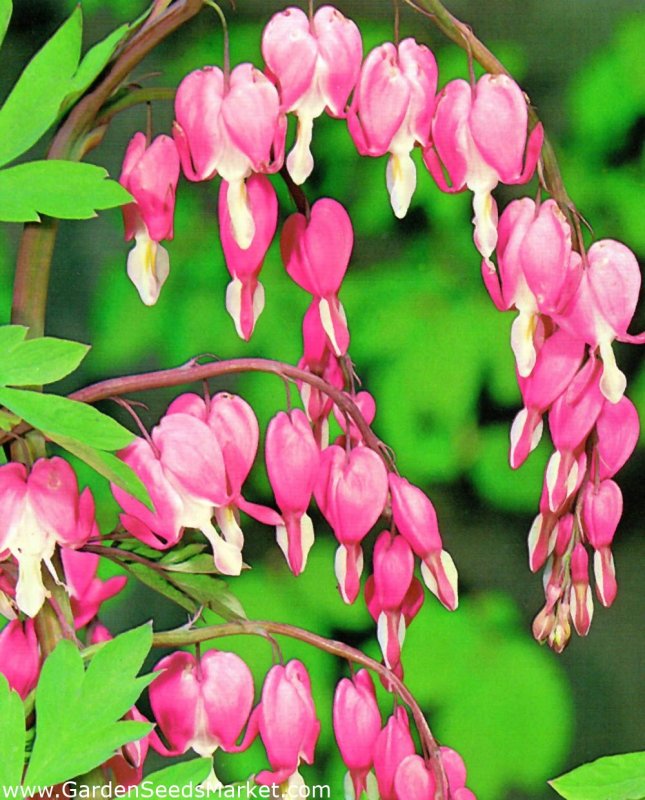Дицентра великолепная (Bleeding Heart)