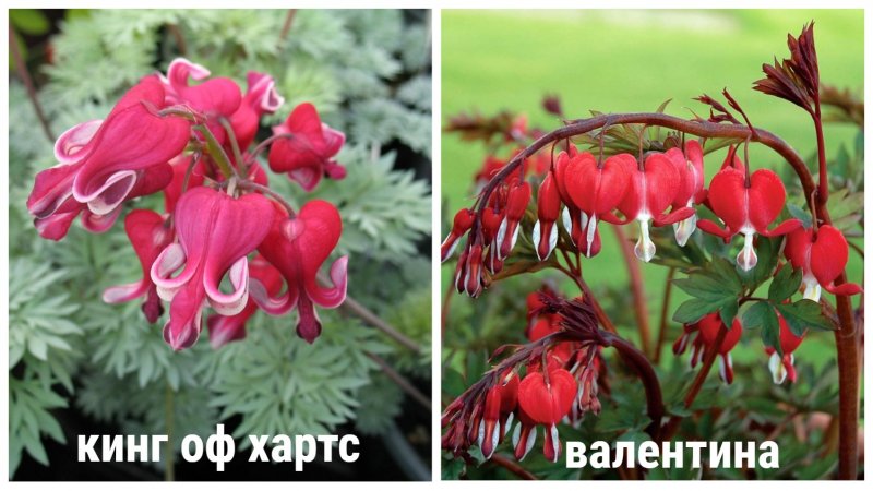 Дицентра Кинг оф Хартс посадка и уход