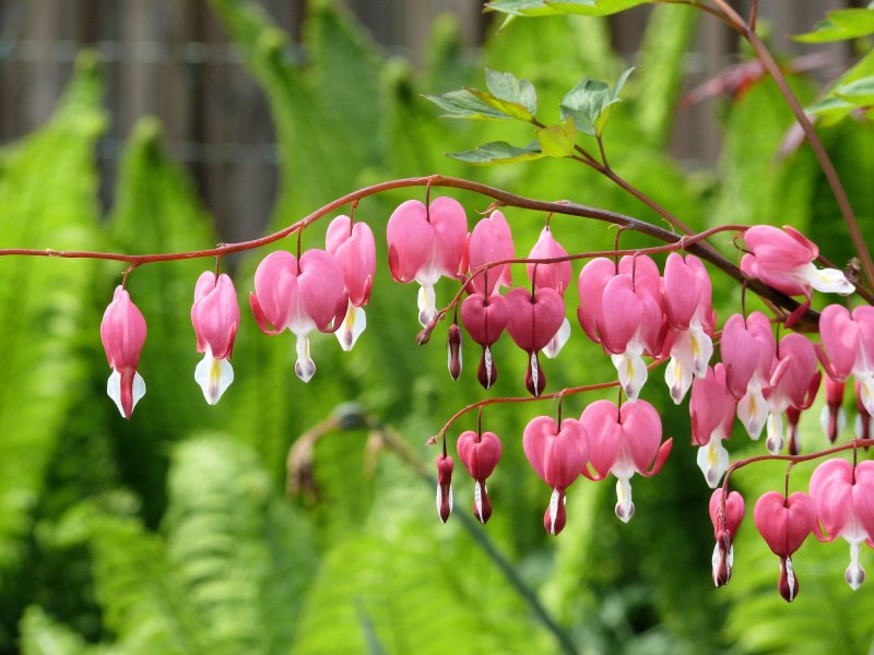 Дицентра великолепная (Dicentra spectabilis)